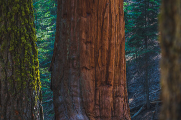 The forest of giants in Sequoia Nationa Park