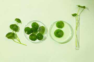 Centella asiatica extract in glass petri dish with green oil. Research and develop natural organic...