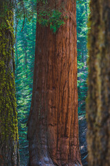 Obraz premium The forest of giants in Sequoia Nationa Park