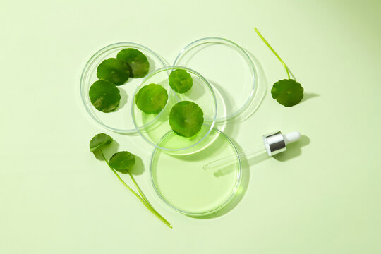 Glass petri dish and test tube with centella asiatica (gotu kola) extract. Research and develop cosmetic production in the laboratory. Top view image