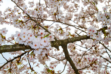 臥竜公園 ソメイヨシノ