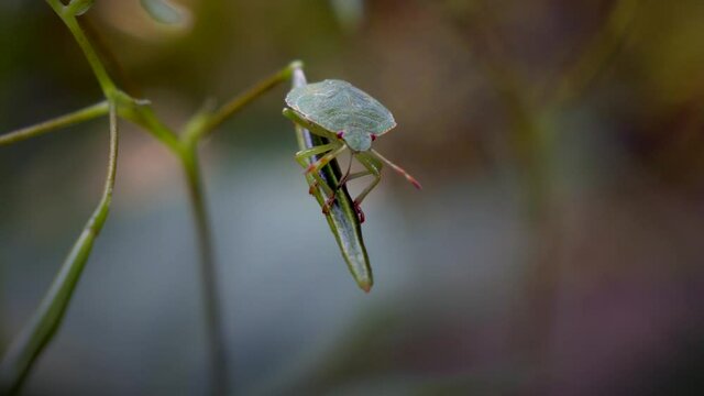 Extreme macro of green true bug resting on plants in nature during spring season - 4K cinematic prores high quality footage