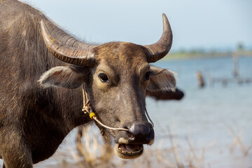 African Buffalo, Animal, Animal Head, Cape Buffalo, Mammal