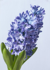 Blue hyacinth flower isolated white background. The first spring flower is blue hyacinth.