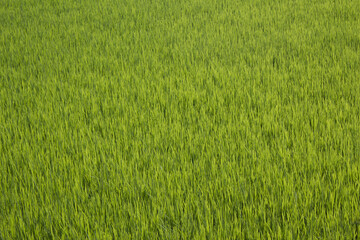 it is summer Green rice field.