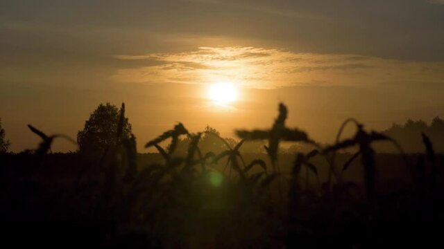 The stock video "Sunset in the Wheat Field" is a stunning snippet of a beautiful sunset. The transition of the camera from the sun itself to the ears of ripe wheat is especially beautiful. 