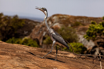 Grey Heron portrait vocalizing in Tanzania