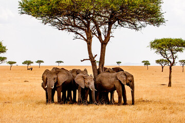 Elephants seeking shade from a brutal in that savanna near Mara in Tanzania.