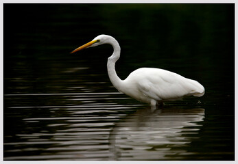 Obraz premium Great egret up close with dark background and rippled reflection in the pond