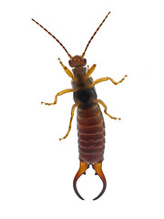 Common earwig, Forficula auricularia, underside of male dermaptera insect isolated on white background
