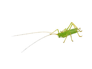 small green grasshopper with long antenna isolated on white background