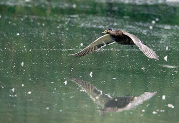 A mallard in flight low over a greenish pond in California