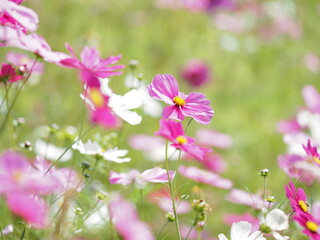 Obraz premium たくさん咲いたコスモス
