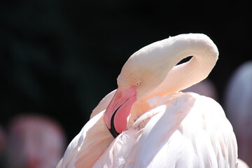 Fototapeta premium Close up of Pink Flamingo. Head details closeup