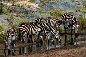 Fototapeta na wymiar Zebras Drinking at Sand River in Tanzania