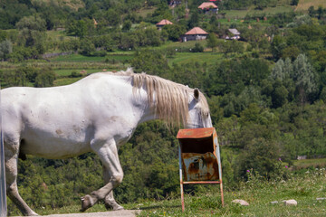 Horse in the pasture