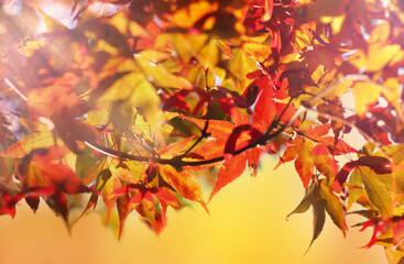red leaves of japanese maple in autumn