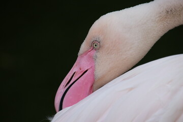 Fototapeta premium Close up of Pink Flamingo. Head details closeup