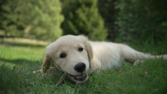 A cute little golden retriver puppy gnaws a stick while lying on the green lawn in the mountain, outside