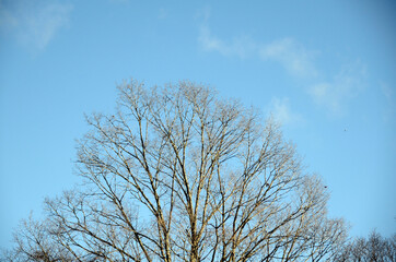 Fototapeta na wymiar 青空と木
