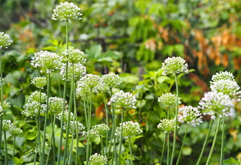 Flowers of onions left for seeds for next year. Landscape of onion arrows in the garden bed.