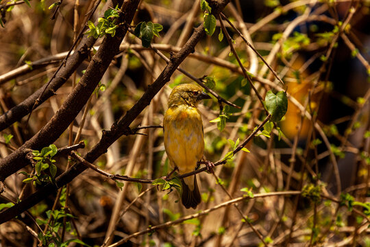 Environmental Portrait of posing Slender-billed Weaver in the savanna bushes of the Serengeti, in Tanzania, Africa.
