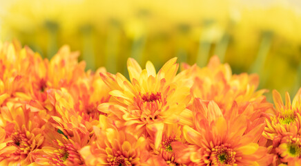 Closeup of orange and yellow Mums flower with copy space using as background natural flora, ecology wallpaper page concept.