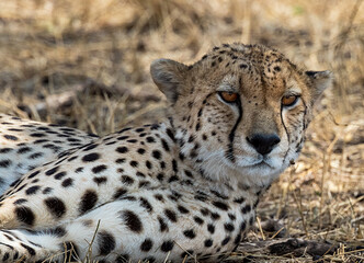Cheetah at rest in the Serengeti savanna inside Tanzania.