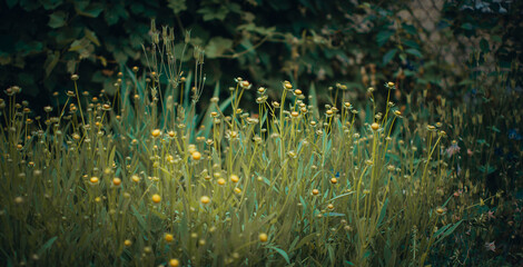 Fototapeta na wymiar Light garden spring background of green grass. Cinematic photo tinting