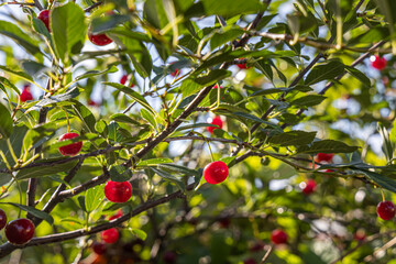 Group of bright ripe red cherry berries with green leaves is on a blue sky background in summer