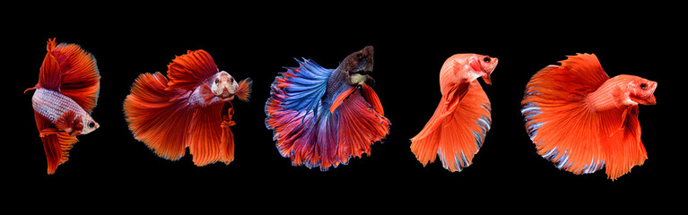 Red betta fish, a collection of fish swimming in various poses. ornamental fish betta in the water