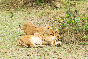 A lion cub playing in the Masai Mara National Reserve in Africa