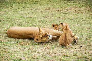 Relaxing lion parent and child in the Masai Mara National Reserve in Africa