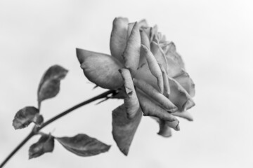 Detail of a red rose in black and white.