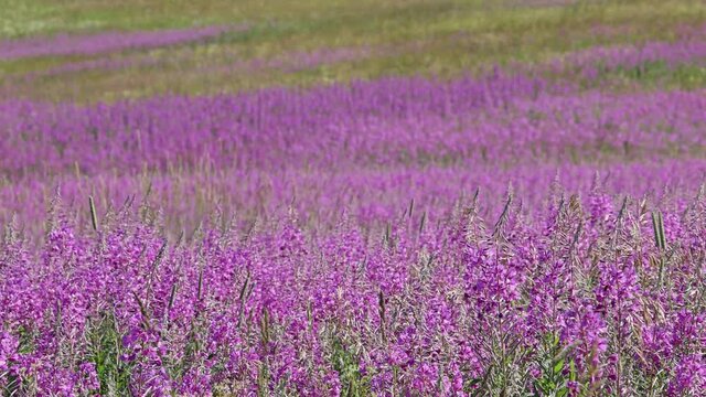 slow motion video with fireweed flowers field. fine meadow with blossoming pink flowers