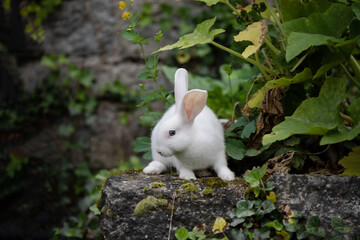 White Rabbit