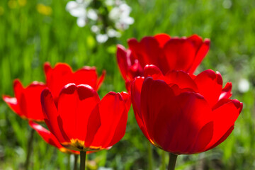 Obraz premium Red tulips with green foliage shine through with bright spring sun. Flowers glow from within. Neon shades.