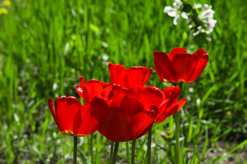 Red tulips with green foliage shine through with bright spring sun. Flowers glow from within. Neon shades.