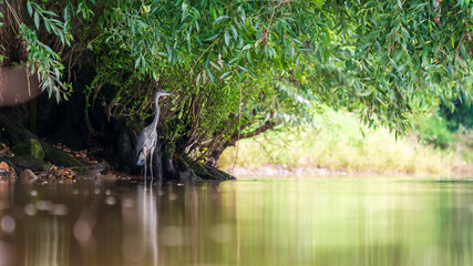 A grey heron stands on the bank of a river under a tree