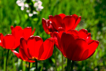Red tulips with green foliage shine through with bright spring sun. Flowers glow from within. Neon shades.