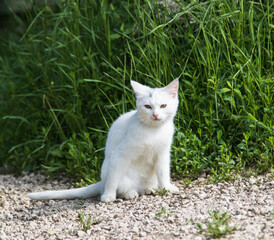 Naklejka na ściany i meble white cat sitting in nature