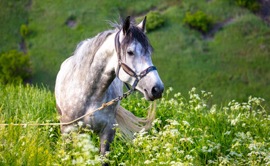 Horse portrait in summer pasture.