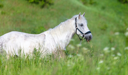 Obraz na płótnie Canvas Horse portrait in summer pasture.