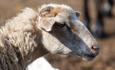 Obraz premium Portrait of a ram on the farm.