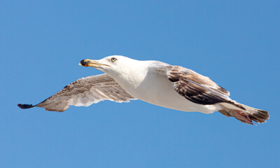 Obraz premium Seagull bird in flight against the sky.