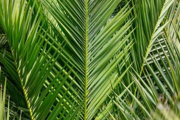 Green leaves of a palm tree as a background.