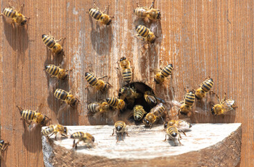 Bees on a beehive in an apiary.