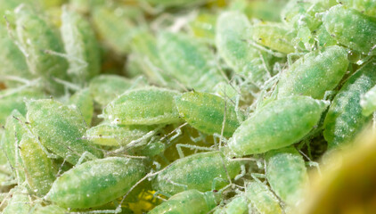Close-up of aphids on a tree leaf.