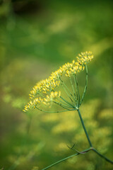 fennel in the organic garden