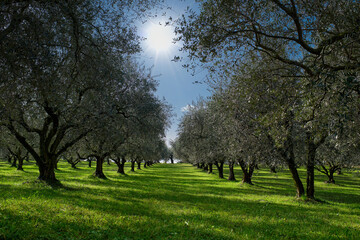 Traditional plantation of olive trees in Italy. The rays of the sun through the trees. Trees in a...